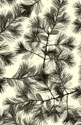 Black Pines Gift Wrap 30" x 833'